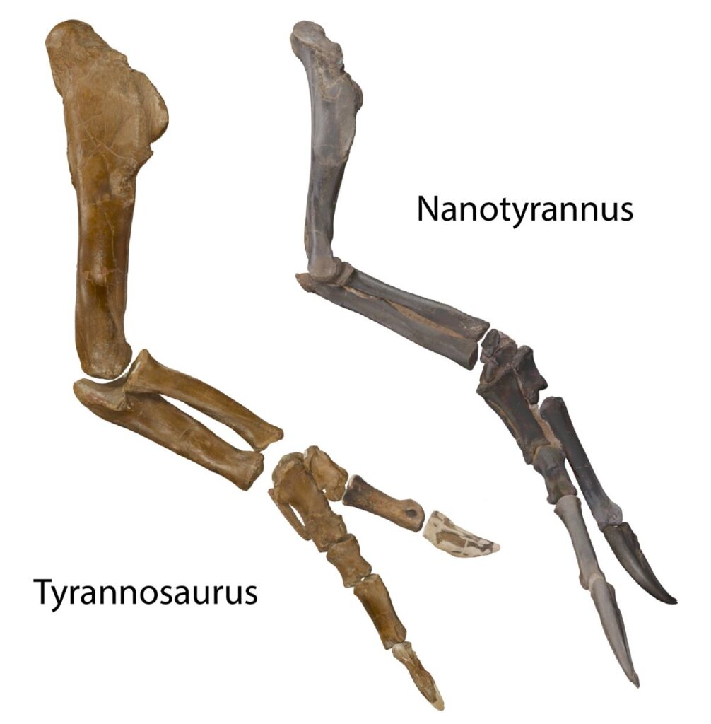 Dinosauri