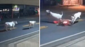 Incidente calciatore mucca