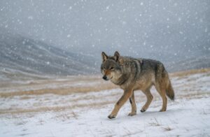 Lupo Campo Imperatore