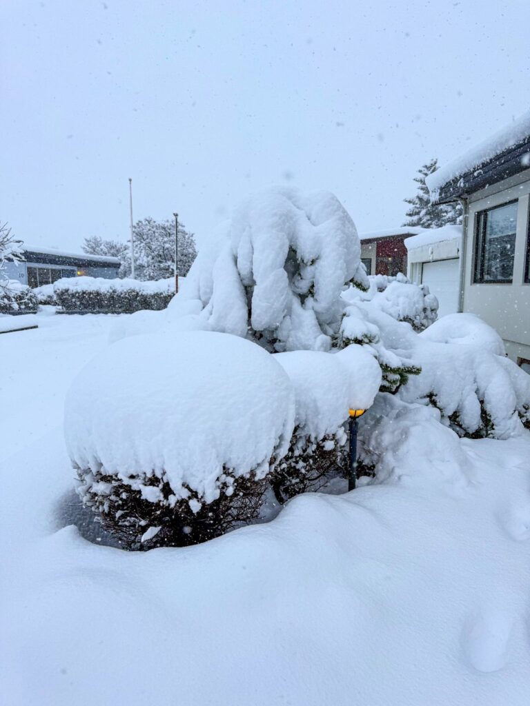 Neve Islanda