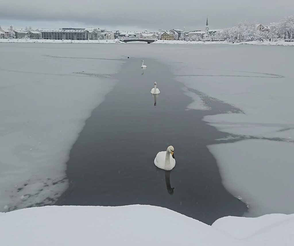 Neve Reykjavík