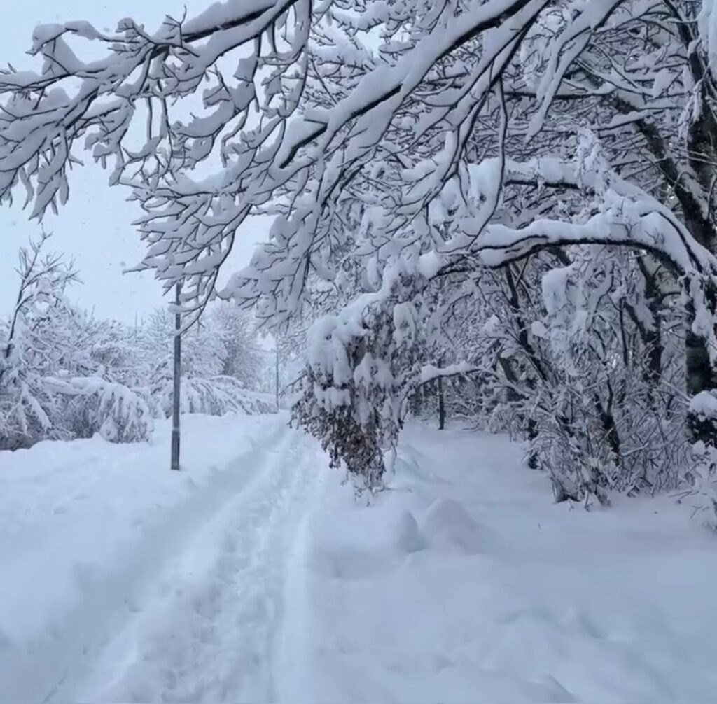 Neve Reykjavík