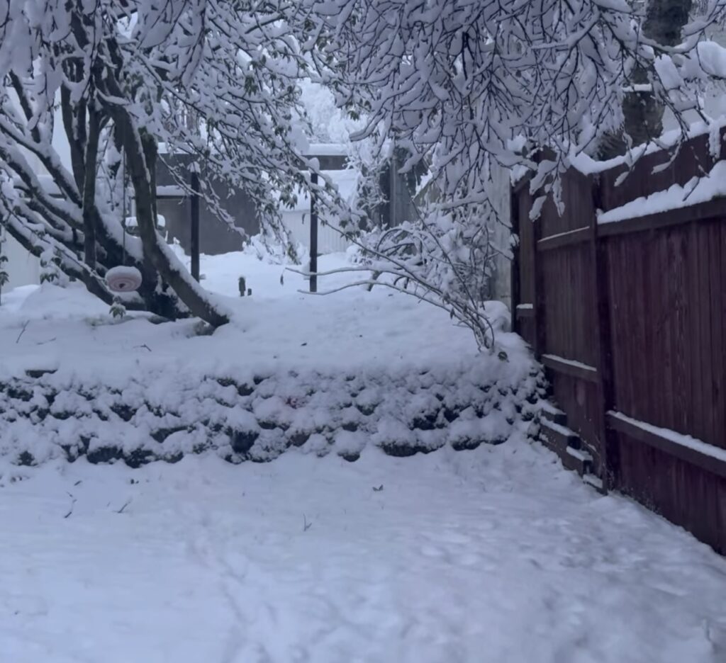 Neve Reykjavík