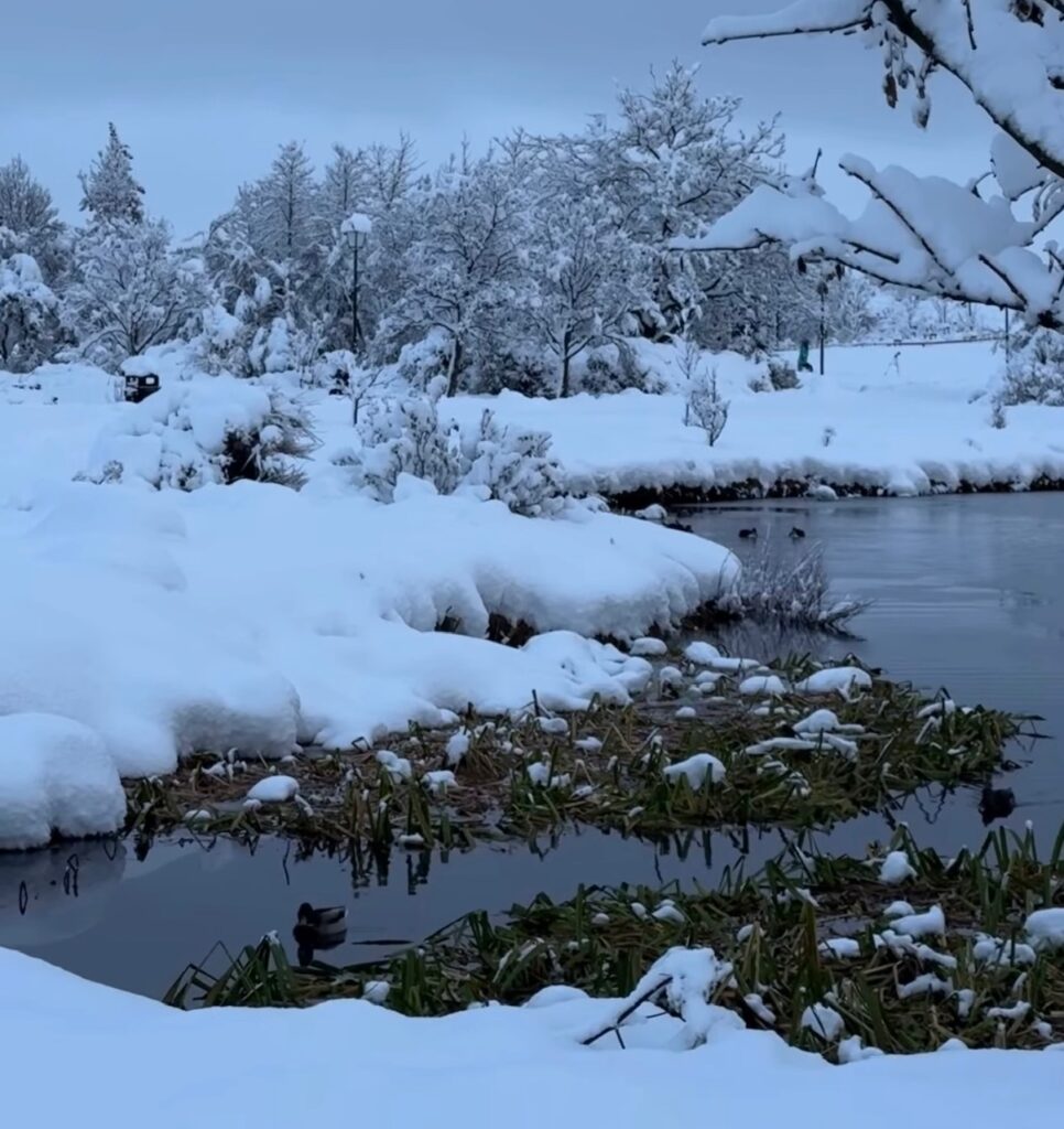 Neve Reykjavík