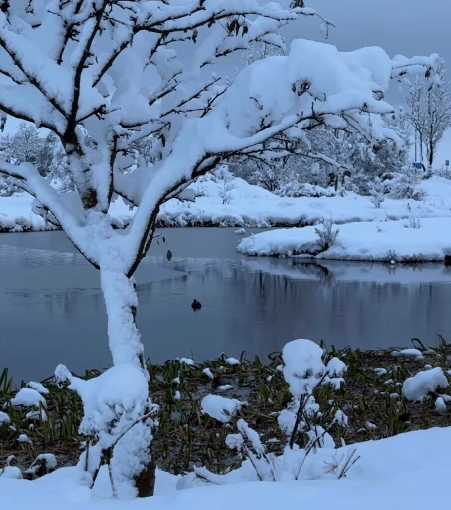 Neve Reykjavík