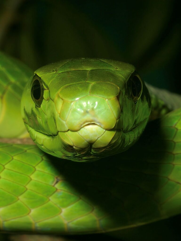 Serpenti