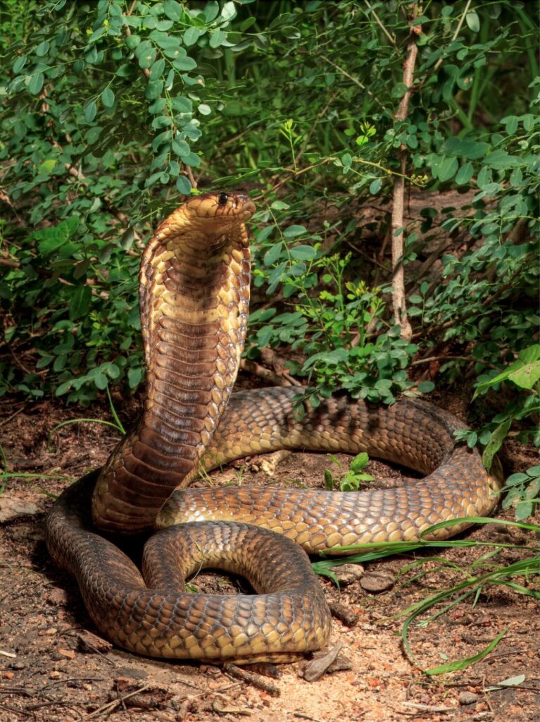 Serpenti