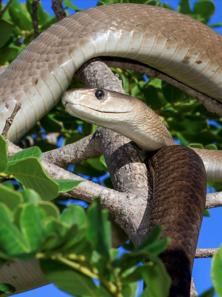 Serpenti