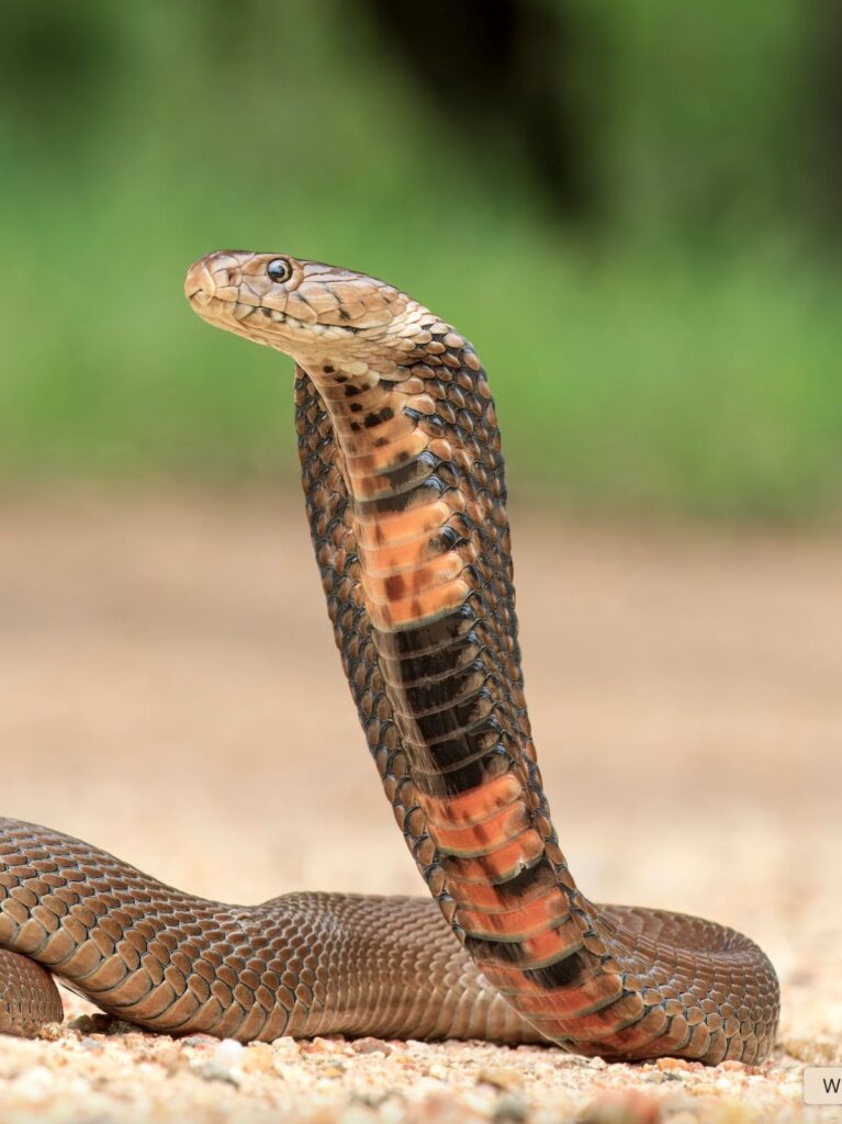Serpenti