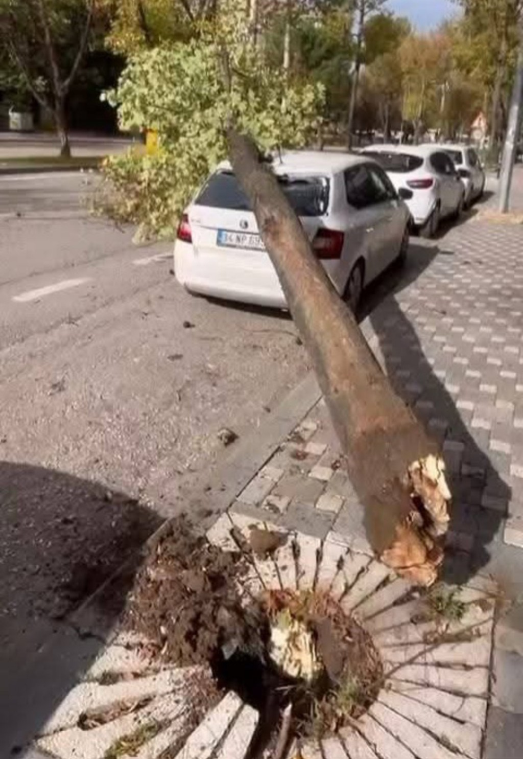 Tempesta Bursa