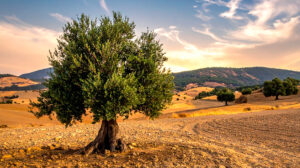 agricoltura enea ulivi siccità