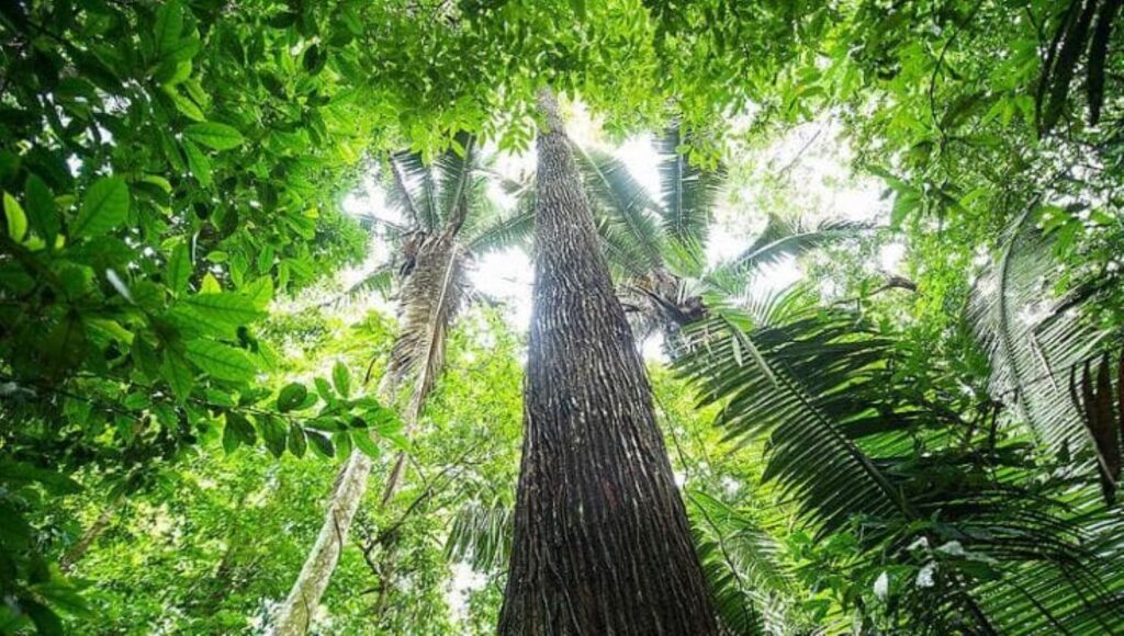 alberi foresta amazzonica