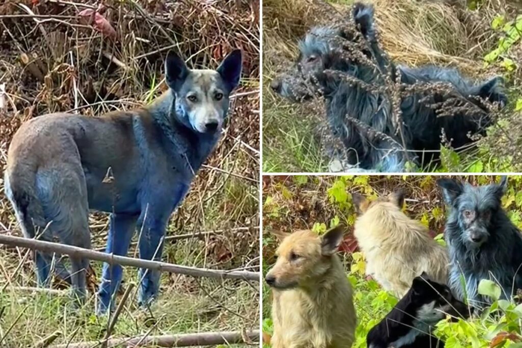 cani blu chernobyl
