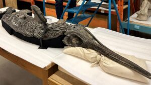 drago spada del Dorset