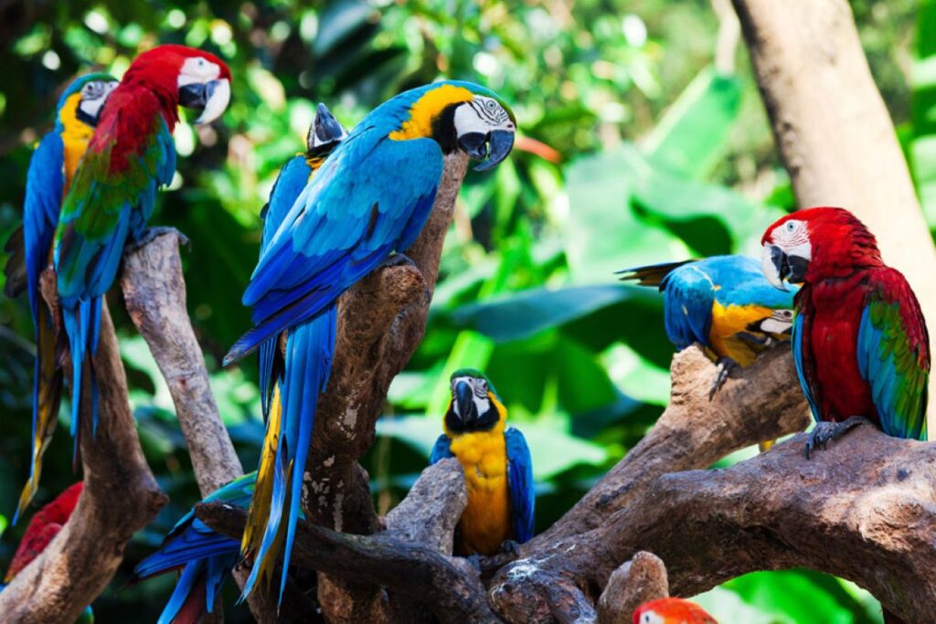 fauna colombia