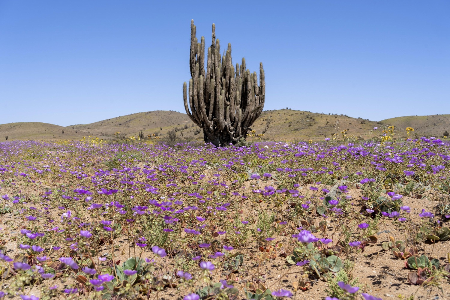 fiori deserto atacama