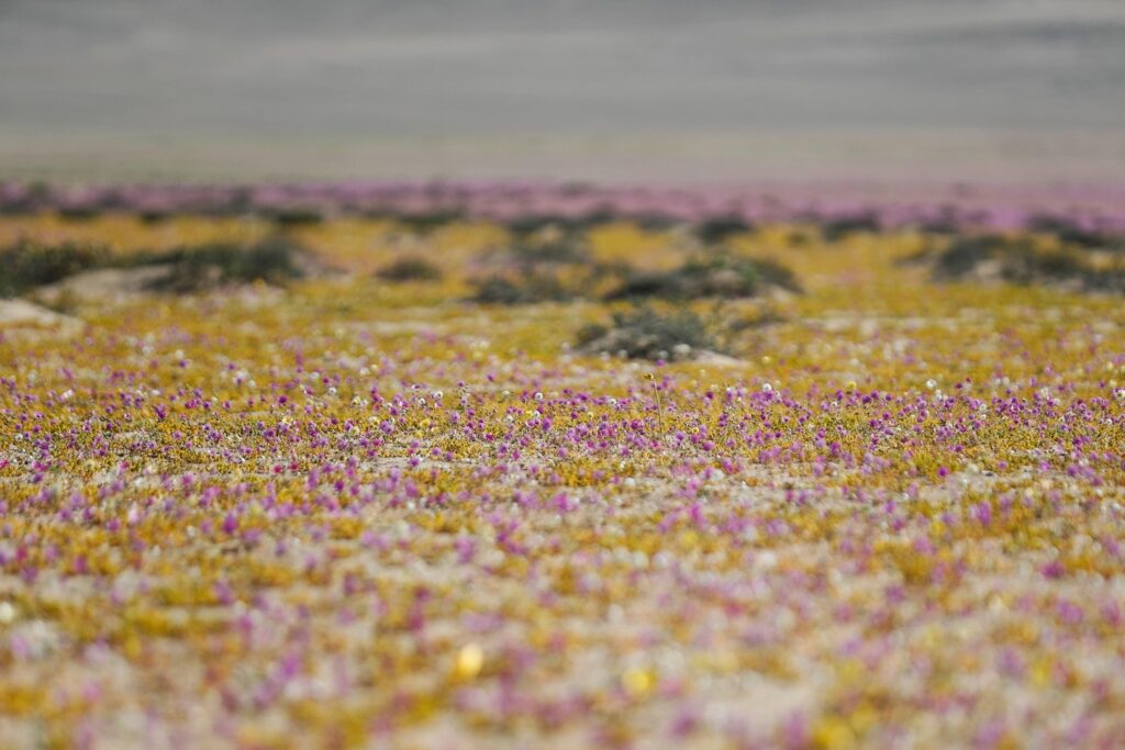 fiori deserto atacama