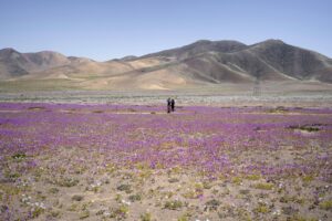 fiori deserto atacama