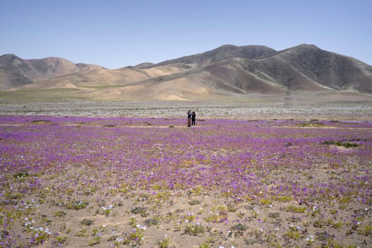 fiori deserto atacama