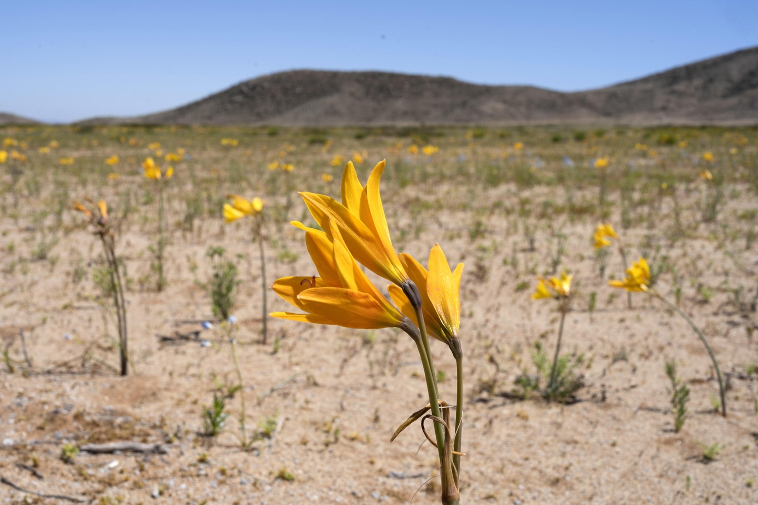 fiori deserto atacama