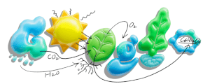 fotosintesi doodle google 24 ottobre 2025