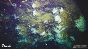 golfo napoli barriera corallina