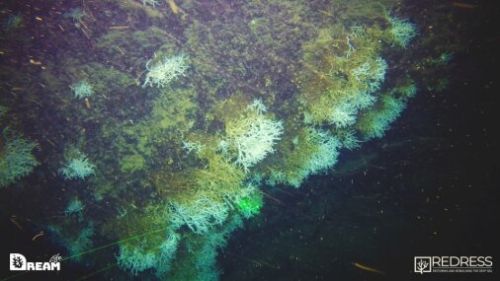 golfo napoli barriera corallina