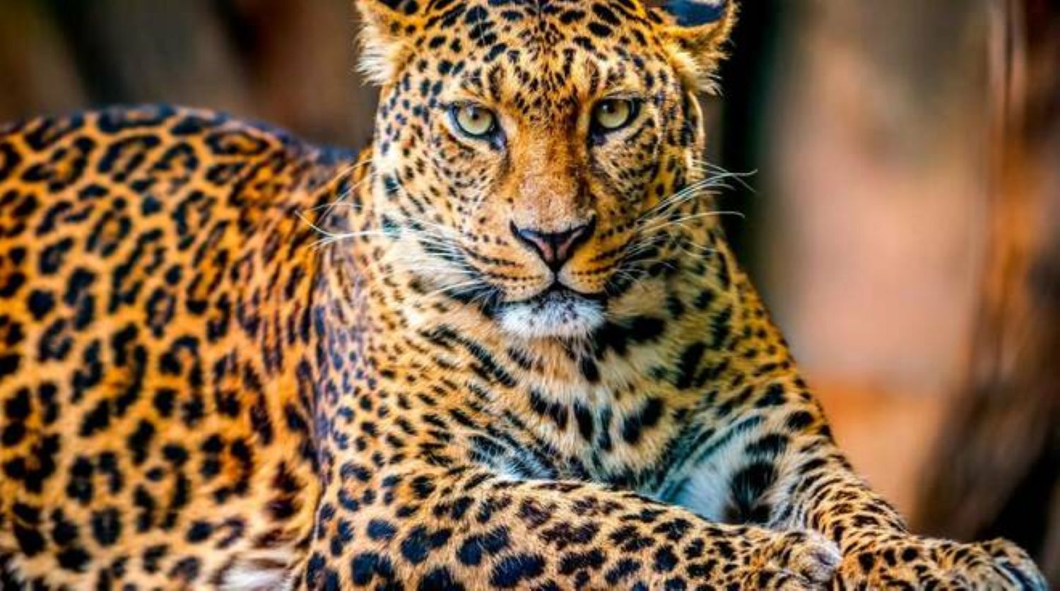 Il leopardo indocinese rischia l’estinzione: sfide e speranze per la sua sopravvivenza