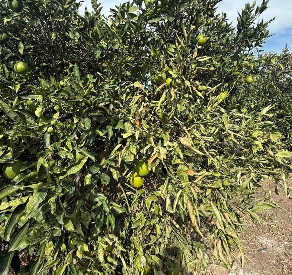 maltempo vento agricoltura sicilia