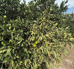 maltempo vento agricoltura sicilia