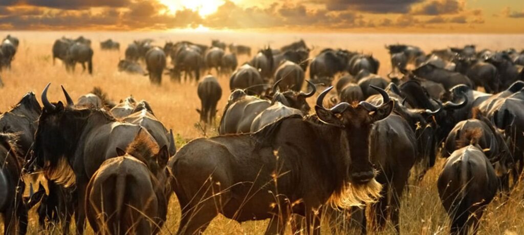 Un’indagine satellitare basata sull’intelligenza artificiale ridimensiona il numero degli gnu migratori tra Kenya e Tanzania. Lo studio apre nuove prospettive sul monitoraggio delle grandi migrazioni di fauna selvatica.