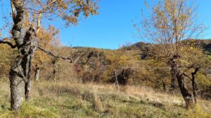 sistemi agroforestali