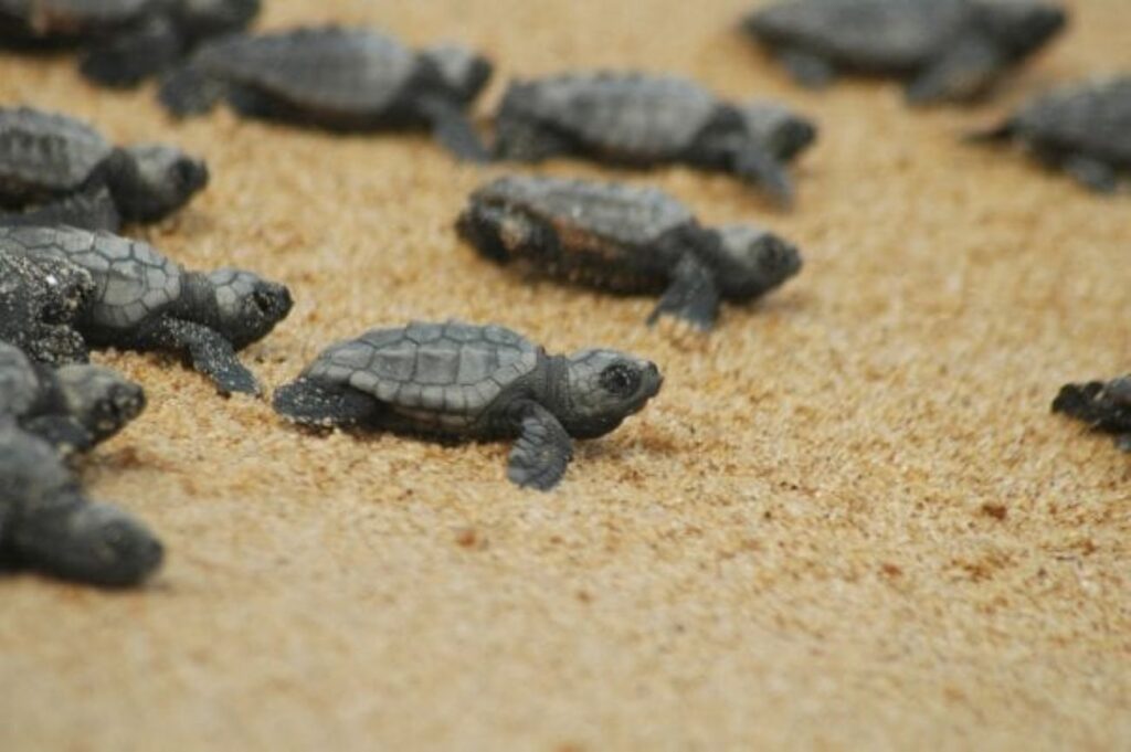 tartarughe caretta caretta mini