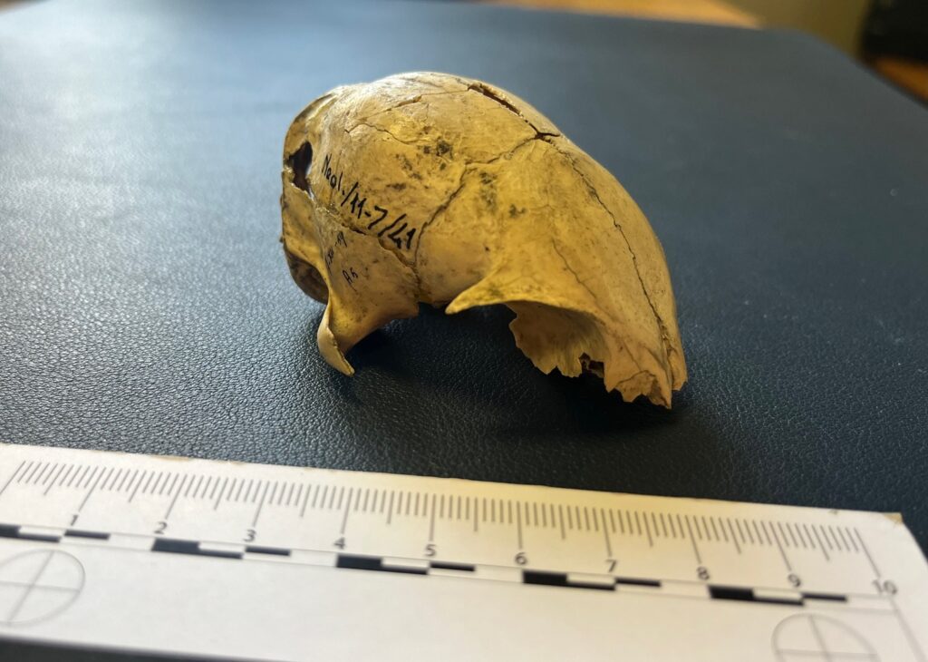 studio gatti tor vergata