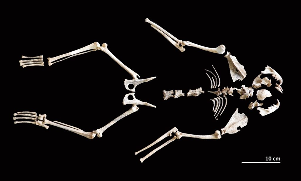 studio gatti tor vergata