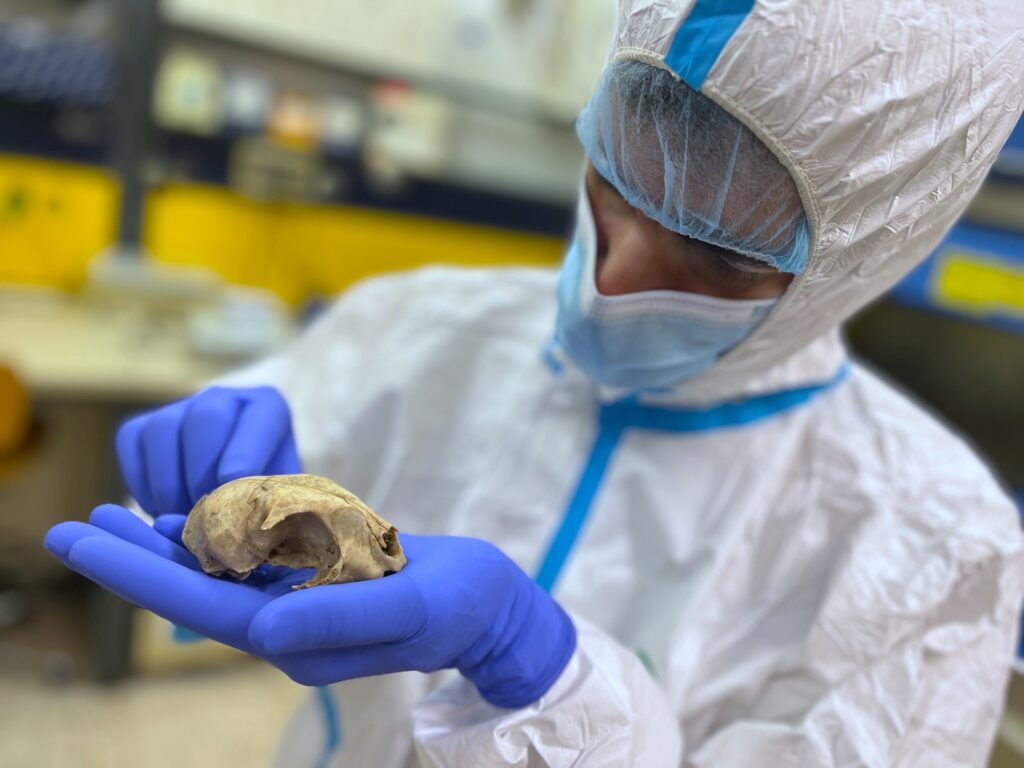 studio gatti tor vergata