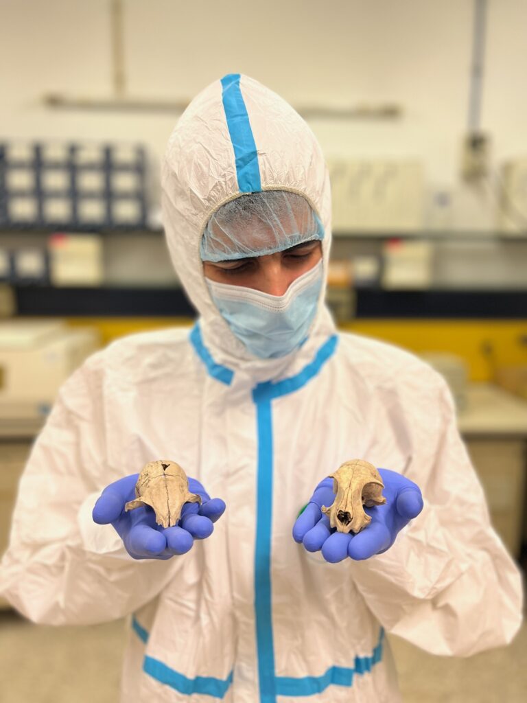 studio gatti tor vergata