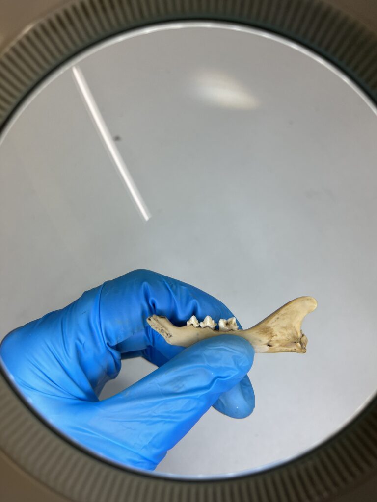 studio gatti tor vergata