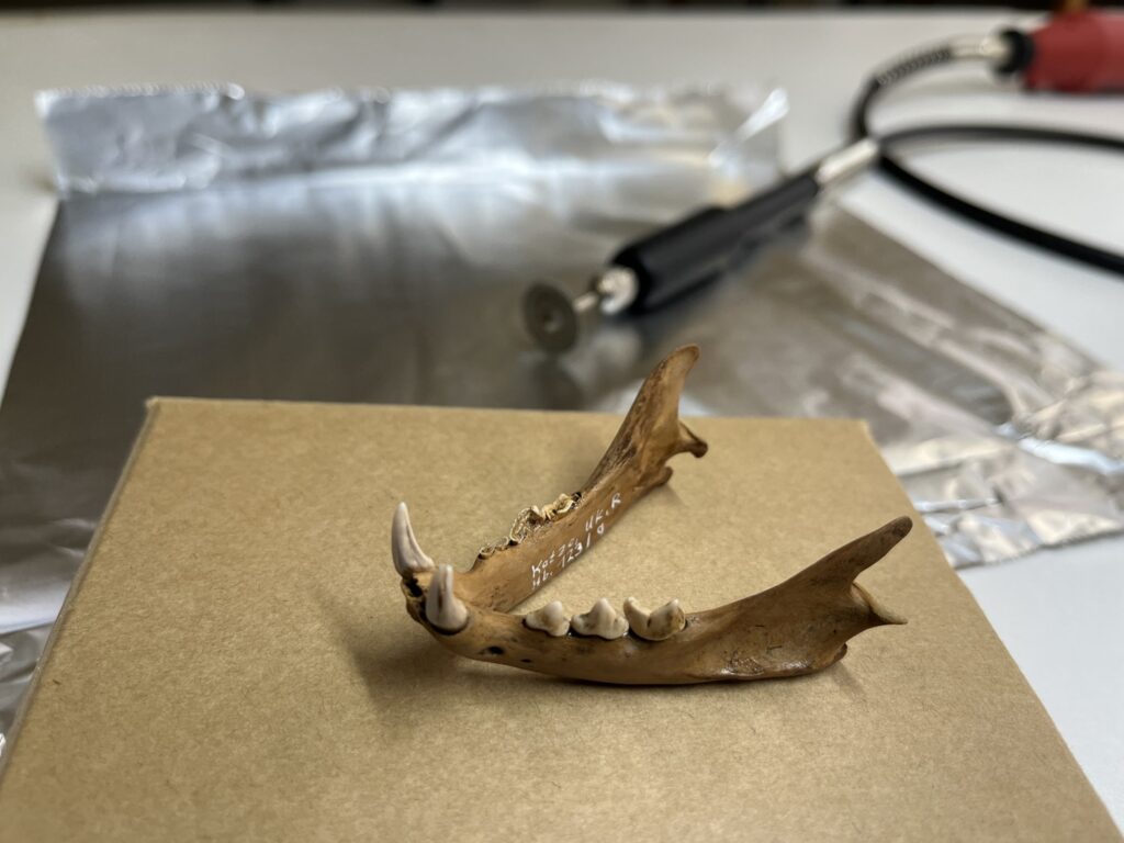 studio gatti tor vergata