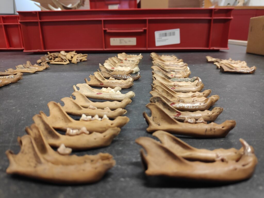 studio gatti tor vergata