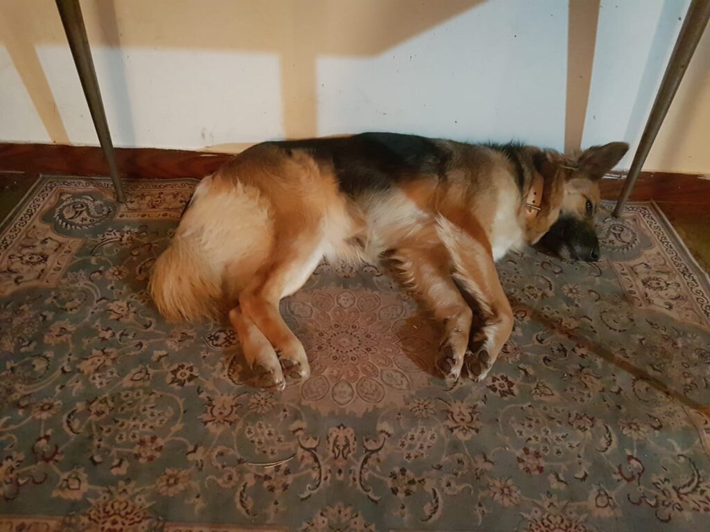 Cagnolina Bruna