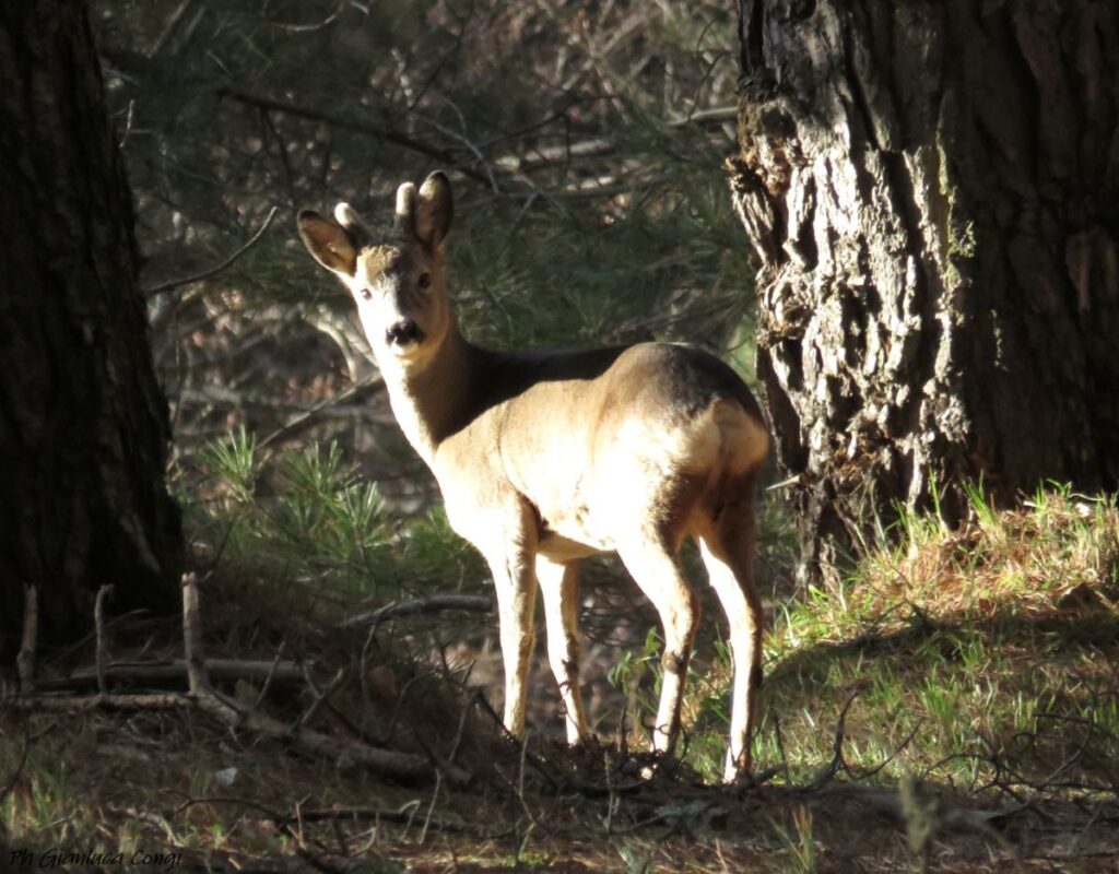 Capriolo Sila