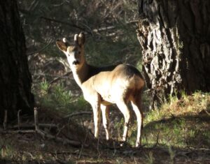 Capriolo Sila