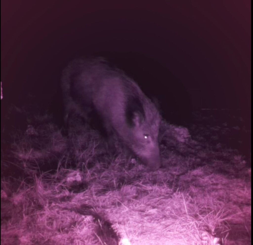 Fauna selvatica