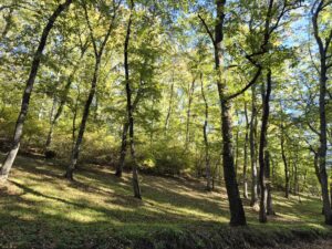 Foresta di querce centro Italia_Crediti_A_Collalti