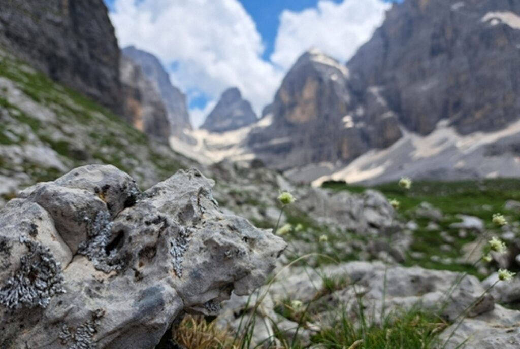 Licheni dolomiti