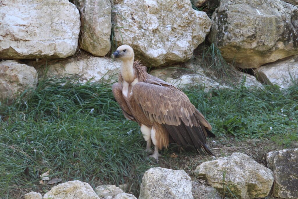 avvoltoio grifone parco zoo falconara