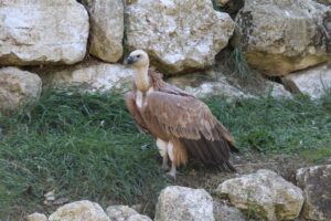 avvoltoio grifone parco zoo falconara