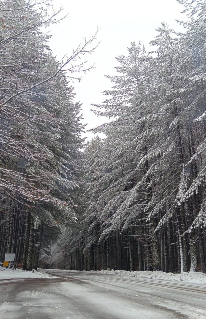neve camigliatello silano calabria