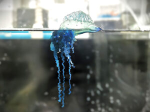 nuova specie medusa giappone